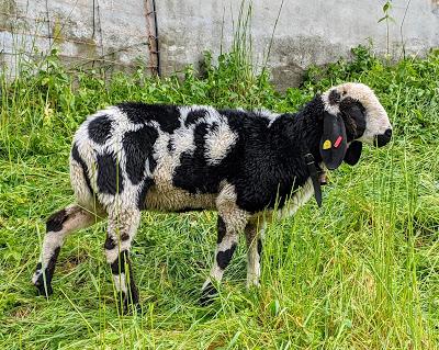 Schafe auf der Alm — 9 Bilder — Des moutons sur l'alpage