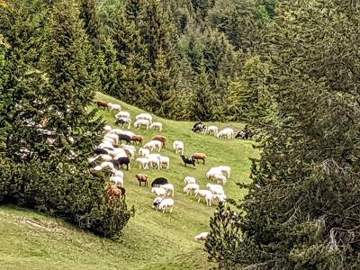 Schafe auf der Alm — 9 Bilder — Des moutons sur l'alpage
