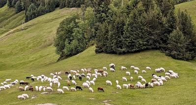 Schafe auf der Alm — 9 Bilder — Des moutons sur l'alpage