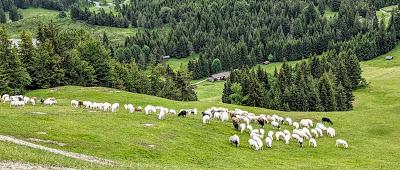 Schafe auf der Alm — 9 Bilder — Des moutons sur l'alpage