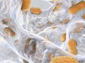 ANTIBIORÉSISTANCE repositionnement, contre superbactéries