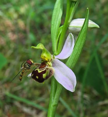 Approche d’un Ophrys apifera par un Syrphe