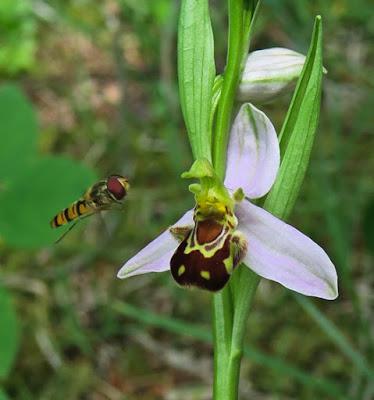Approche d’un Ophrys apifera par un Syrphe