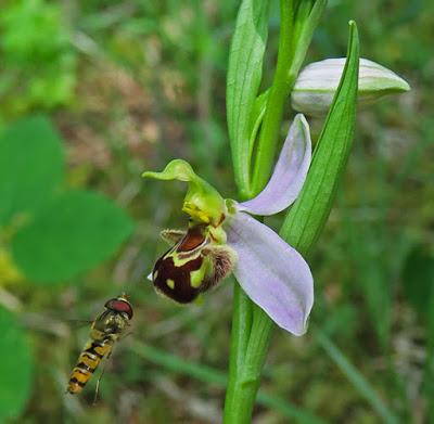 Approche d’un Ophrys apifera par un Syrphe