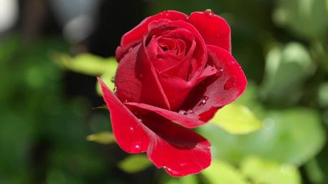 Les 5 plus belles fleurs rouges pour le jardin