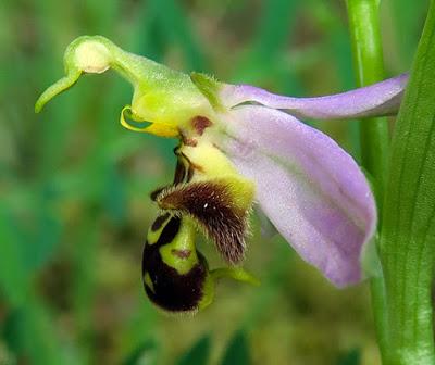 Variations sur l’Ophrys abeille (Ophrys apifera)
