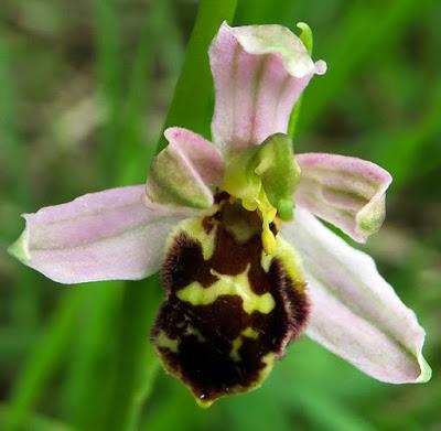 Variations sur l’Ophrys abeille (Ophrys apifera)