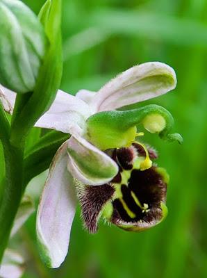 Variations sur l’Ophrys abeille (Ophrys apifera)