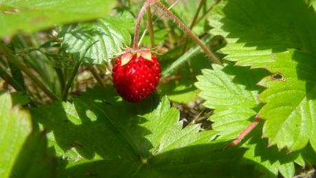 Fraises des bois, nous voilà