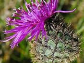 Centaurée scabieuse (Centaurea scabiosa)