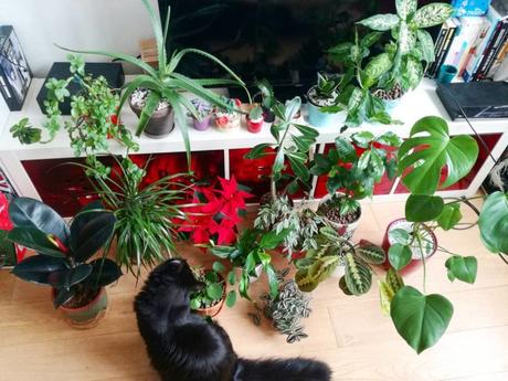 5 conseils pour que votre chat arrête de détruire vos plantes vertes