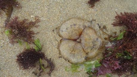 Aurélie de deux couleurs, et une énigme