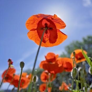 aux grands jours,littérature,édition,publication,© club,blog littéraire de christian cottet-emard,club littéraire des amateurs de cigares,christian cottet-emard,empressé ou patient,fragile et lumineux,comme un coquelicot,chaque poème,avec audace,se dédie aux grands jours,droits réservés,sous presse,le pétrin de la foudre,le congé du buveur,le passant du grand large,l'alerte joyeuse,la jeune fille,le monde lisible,poèmes rescapés,la jeune fille aux sandales de sable,l'île des libellules transparentes,entretien,été,jean-jacques nuel,gabriel guy