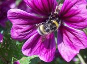 Calendrier lunaire Juillet Août 2020