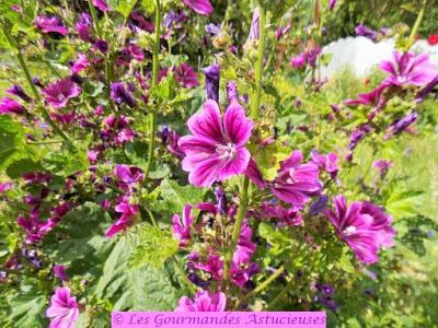 Salade d'épeautre à la vinaigrette à la Rhubarbe (Vegan)