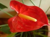 anthurium fait fleur