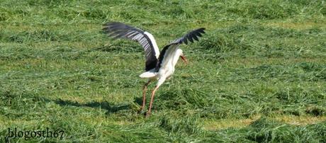 Emily & Storky – Épisode 4