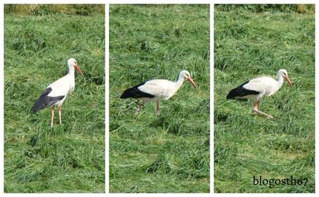 Emily & Storky – Épisode 4