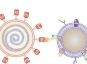 COVID-19 nano-éponges pour absorber SARS-CoV-2