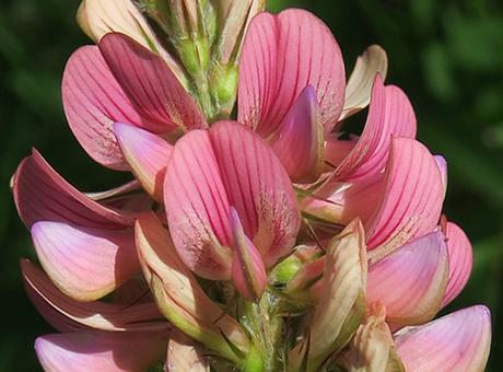 Sainfoin (Onobrychis viciifolia) Sainfoin (Onobrychis viciifolia)