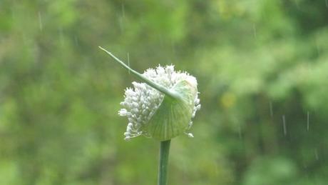Fleur d’échalote sous la pluie