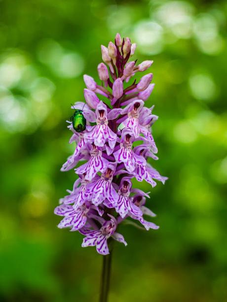 L'orchidée et le scarabée et autres fleurs de saison — 10 Pics — Mittenwald 21.06.2020