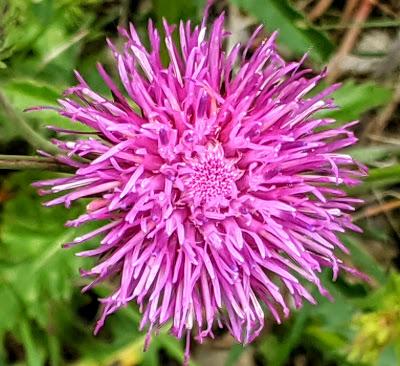 L'orchidée et le scarabée et autres fleurs de saison — 10 Pics — Mittenwald 21.06.2020
