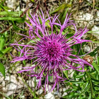 L'orchidée et le scarabée et autres fleurs de saison — 10 Pics — Mittenwald 21.06.2020