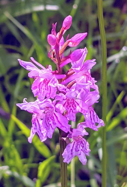 L'orchidée et le scarabée et autres fleurs de saison — 10 Pics — Mittenwald 21.06.2020