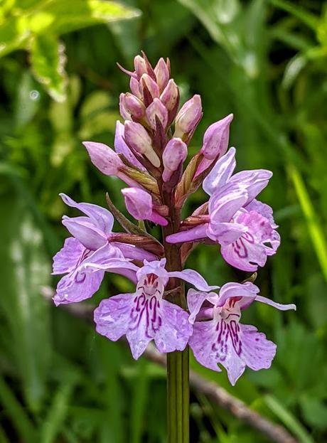 L'orchidée et le scarabée et autres fleurs de saison — 10 Pics — Mittenwald 21.06.2020