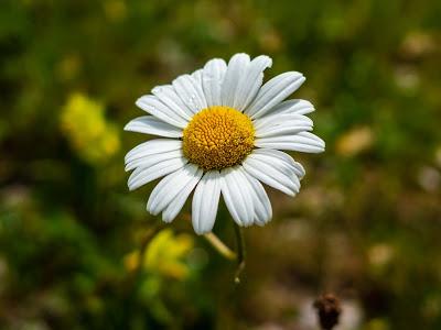 L'orchidée et le scarabée et autres fleurs de saison — 10 Pics — Mittenwald 21.06.2020