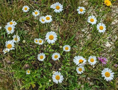 L'orchidée et le scarabée et autres fleurs de saison — 10 Pics — Mittenwald 21.06.2020