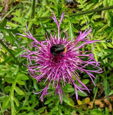 L'orchidée et le scarabée et autres fleurs de saison — 10 Pics — Mittenwald 21.06.2020