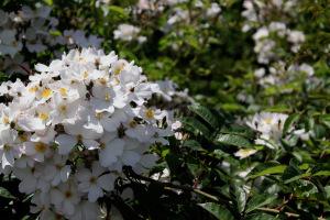 Batignolles architecture