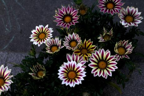 Batignolles architecture