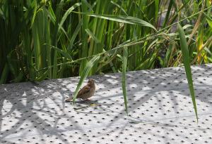 Batignolles architecture
