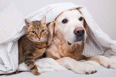 Chiens et chats : comment en faire de bons amis ?