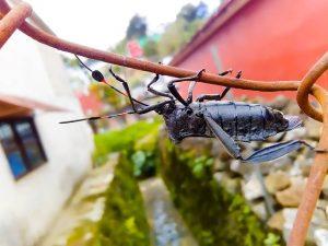 Comment lutter de manière naturelle contre les insectes dans une maison ?