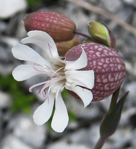 Silène des éboulis (Silene vulgaris subsp. glaerosa)