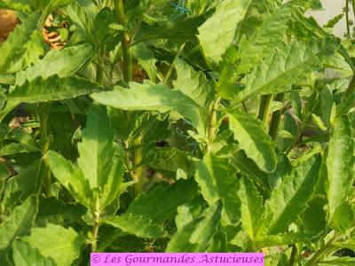 Tarte fine aux légumes de printemps (Vegan) Tarte fine aux légumes de printemps (Vegan)