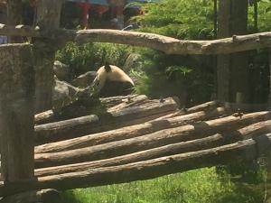 ZooParc de BEAUVAL à Saint-Aignan sur cher ZooParc de BEAUVAL à Saint-Aignan sur cher