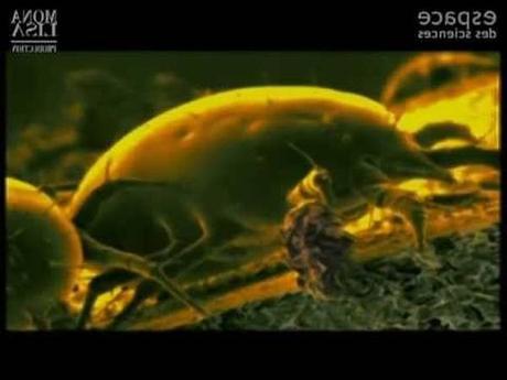 latte pour lit pliant