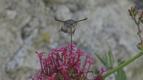 Le sphinx-colibri