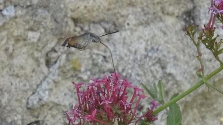 Le sphinx-colibri