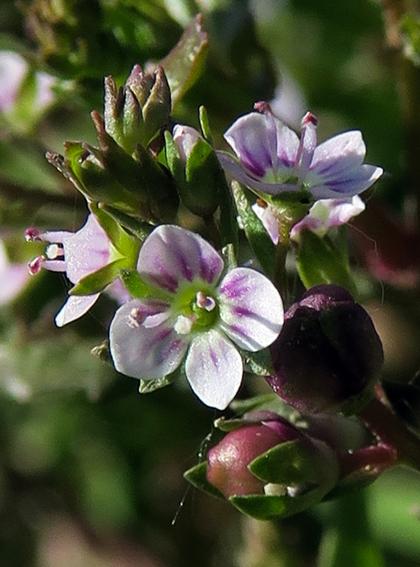 Véronique aquatique (Veronica catenata)