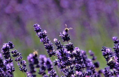 Pourquoi les abeilles sont indispensables à la pollinisation ?