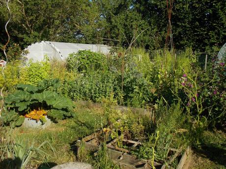 Tour complet de mon jardin en permaculture fin juin 2020 (vidéo)