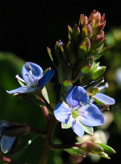 Véronique des ruisseaux (Veronica beccabunga)