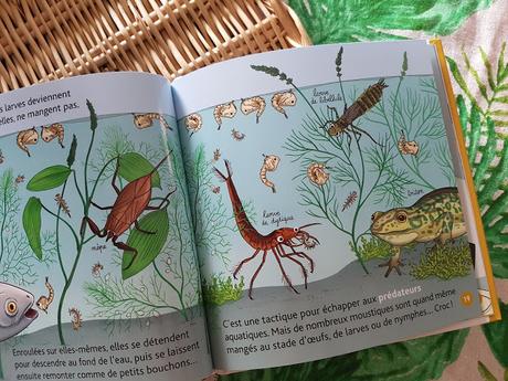 Mes P'tits docs - Les moustiques