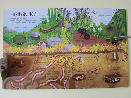 Fenêtre sur Papillons et autres petites bêtes - Editions Usborne  ♥ ♥ ♥